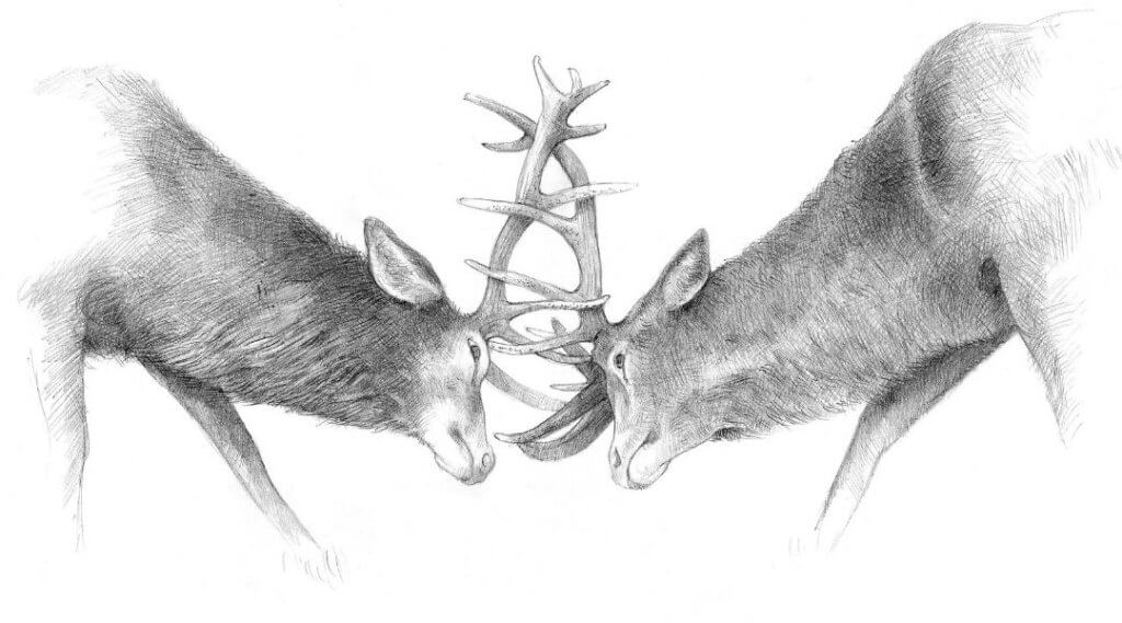 hirschkampf nachfolge emotionen